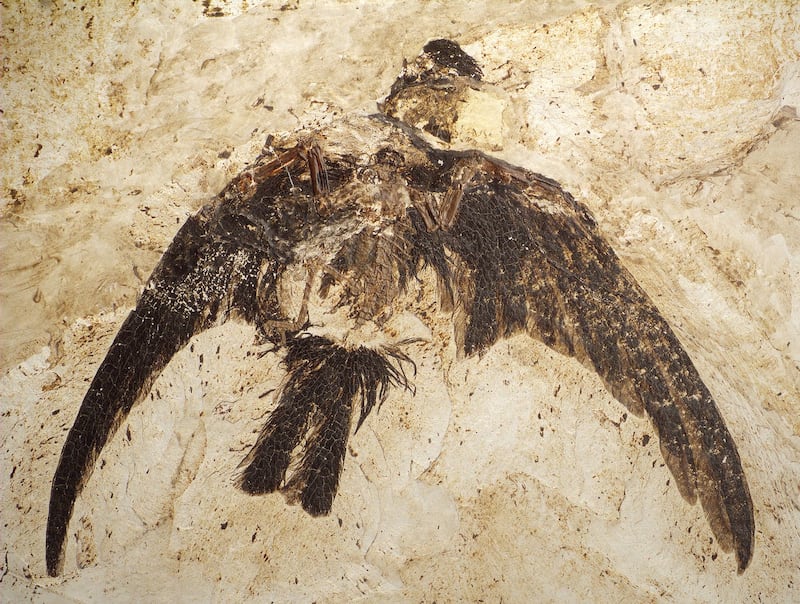 A Scaniacypselus fossil close up 
