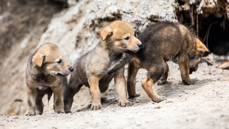 The rare pups are a beacon of hope for their species.