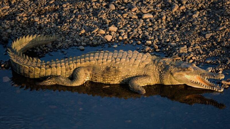 A Central American crocodile (Alamy/PA)