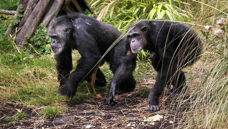 Chimpanzee groups integrated at Edinburgh Zoo