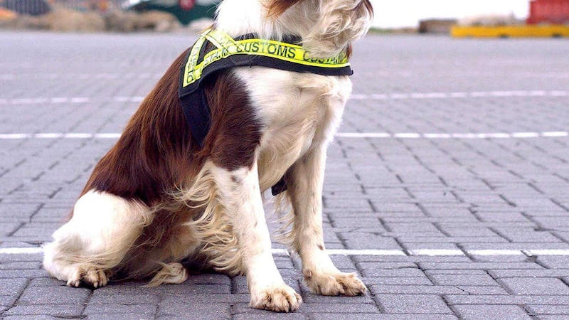 A specialist sniffer dog detected the drugs 