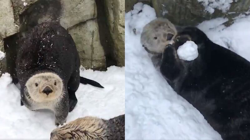 Tanu, Katmai, Mak, Kunik, Rialto and Hardy made the most of the snowy day at Vancouver Aquarium.