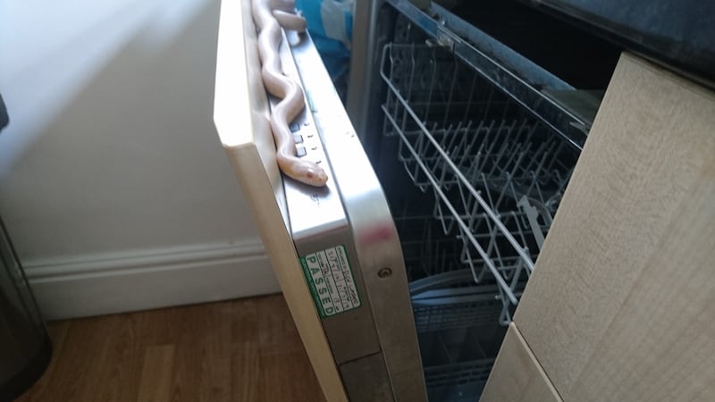 Snake slithered into dishwasher in family home (RSPCA)