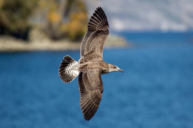 Shearwater Sea Bird flying. (Ryan Fletcher/Getty Images)