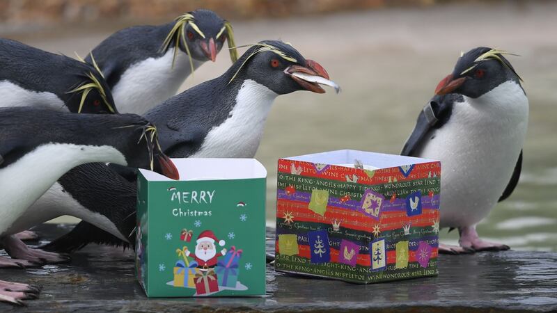 Whipsnade Zoo hung stockings for tigers and monkeys, while penguins got some boxed goodies.