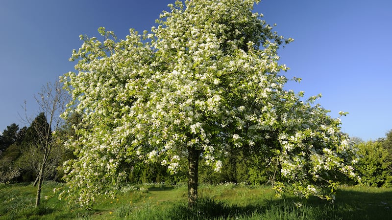 Apple tree in blossom in April, in the fruit orchard at Cotehele, Cornwall