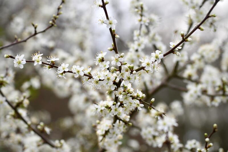 Blossom