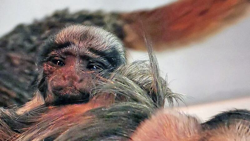 Cotton Top Tamarin. Picture by zookeeper Michelle. 