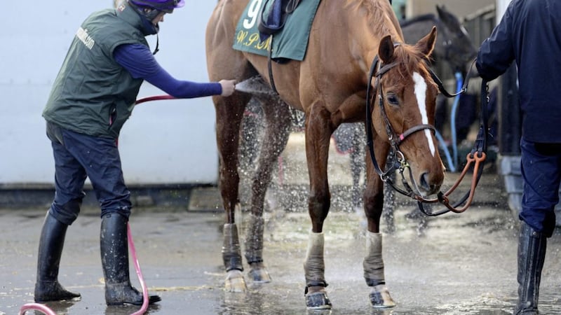 Limini gets a wash down during a media open day at the Closutton stables of Willie Mullins yesterday. The trainer is seriously considering adding Limini to the field for the Champion Hurdle at Cheltenham in a fortnight&#39;s time Picture: PA 