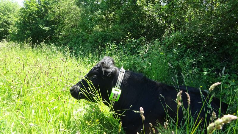 Six Dexter cows have been introduced to Avon Valley Woods to help the woodland and wildlife develop, Woodland Trust says.