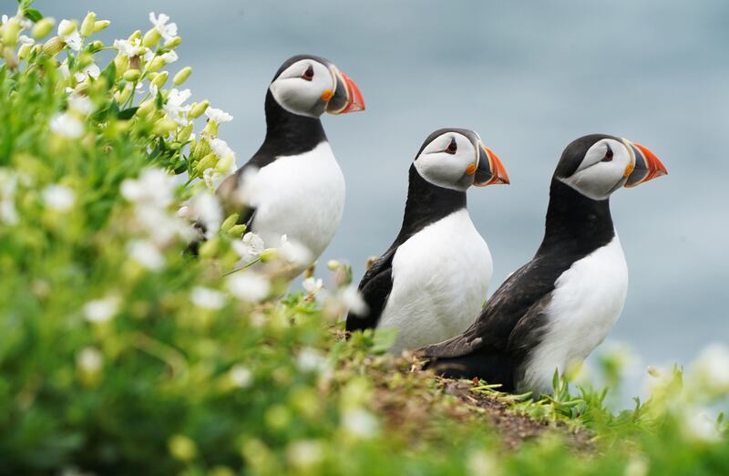 An internationally-important seabird colony is to reopen to visitors this spring after it was shut due to avian flu