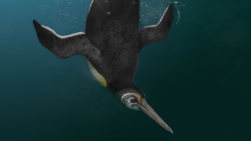 Scientists say the Kupoupou stilwelli appears to be the oldest penguin known with proportions close to its modern relatives.