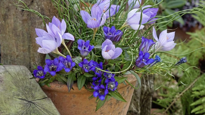 Autumn flowering crocus and gentians in a pot make a nice display 