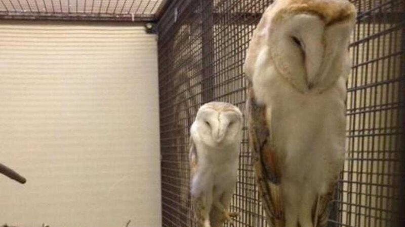 Police seized four barn owls in Lurgan amid concerns the birds were being held and sold online. 