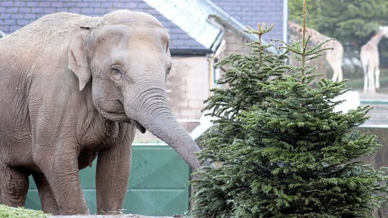 The Asian elephants at Belfast Zoo love to munch on the &#39;leafy greens&#39;. Picture by Belfast Zoo 