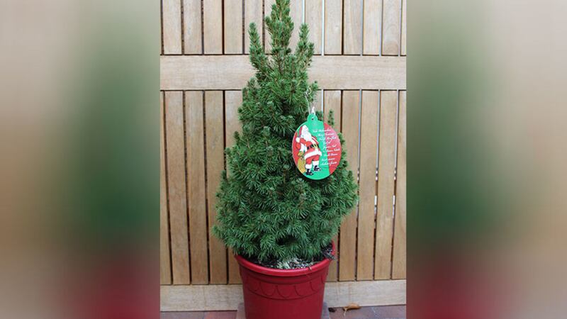 &nbsp;A potted conical spruce will make a good Christmas tree
