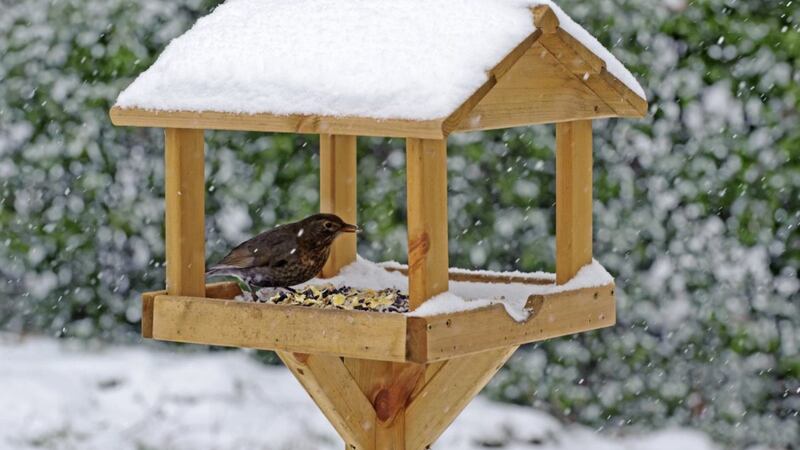 Keep bird feeders topped up and offer a variety of foods 