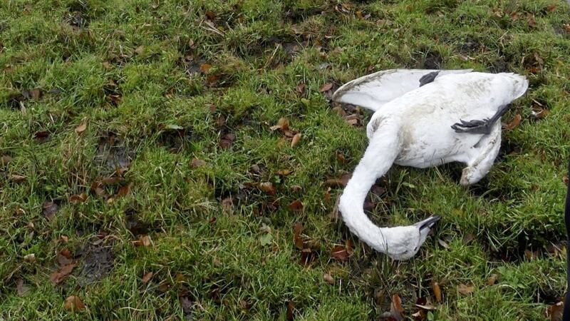 A Whooper Swan found dead at Lough Beg in Co Derry has been found to be have the H5N8 strain of avian flu. Picture by Chris Murphy 