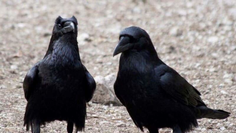 New research suggests ravens’ develop cognitive skills relatively quick and are near-to-complete by four months of age.