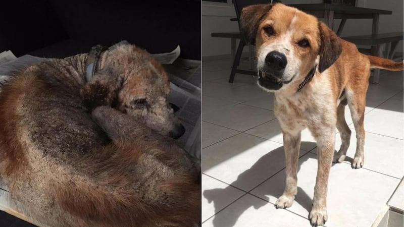 Jules had scabies and a dislocated hip when he was found in Curacao, now he’s almost a different dog.