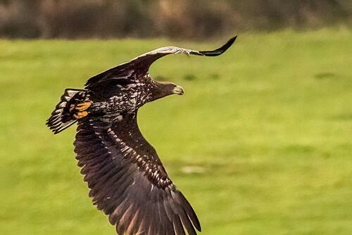 Bird of prey known as the ‘flying barn door’ spotted in Cornwall