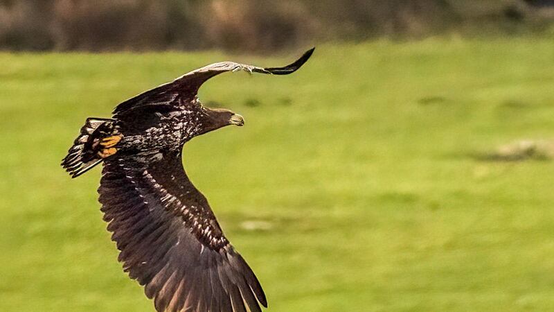 The rare white-tailed eagle spotted on Bodmin Moor was part of a reintroduction scheme on the Isle of Wight in 2019.