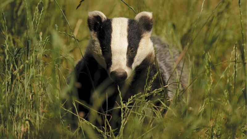 Badger culling is to commence in Northern Ireland 