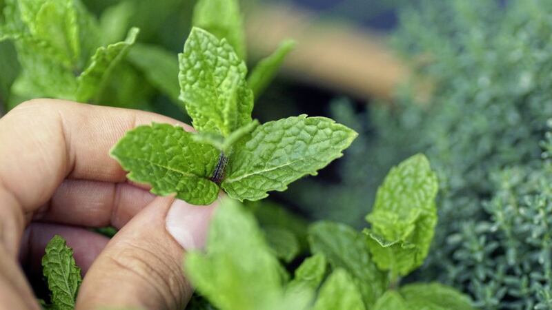 Levomenthol is found naturally in mint leaves 