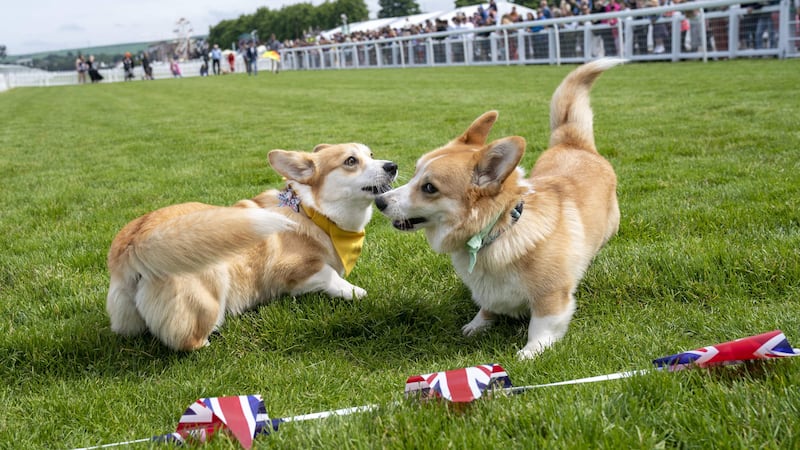 Nine-year-old Paddy will be one of 16 Pembroke Welsh Corgis joining the Corgi Derby at Musselburgh Racecourse next weekend.