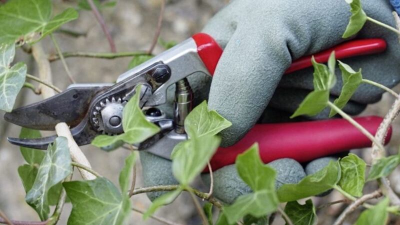 Felco secateurs with eye-catching red handles 
