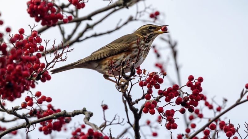 Redwing (Turdus iliacus) &ndash; they arrive in Ireland from mid-October, after the rowan berry crop in Norway and Sweden is finished 