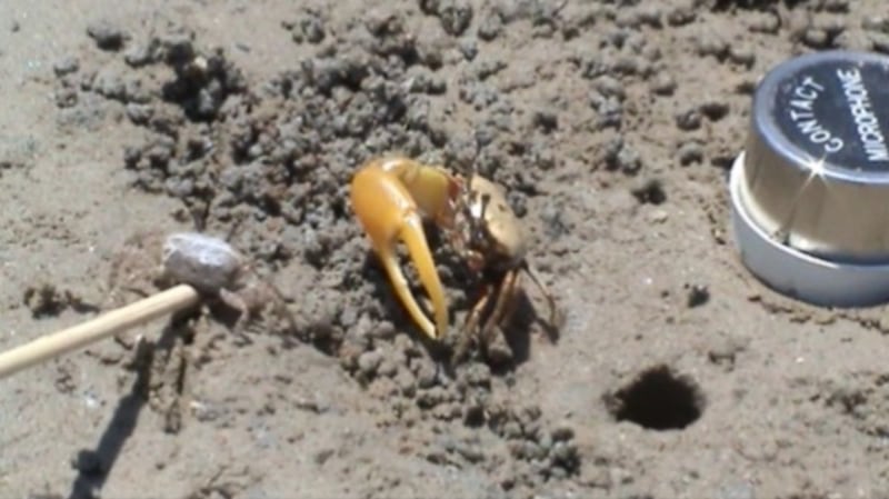 Male banana fiddler crab.