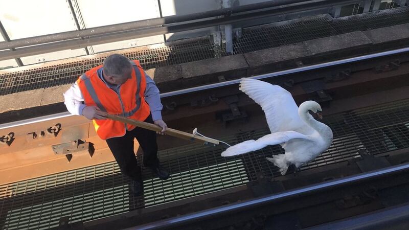 The swan left passengers stranded between Hove and Worthing.