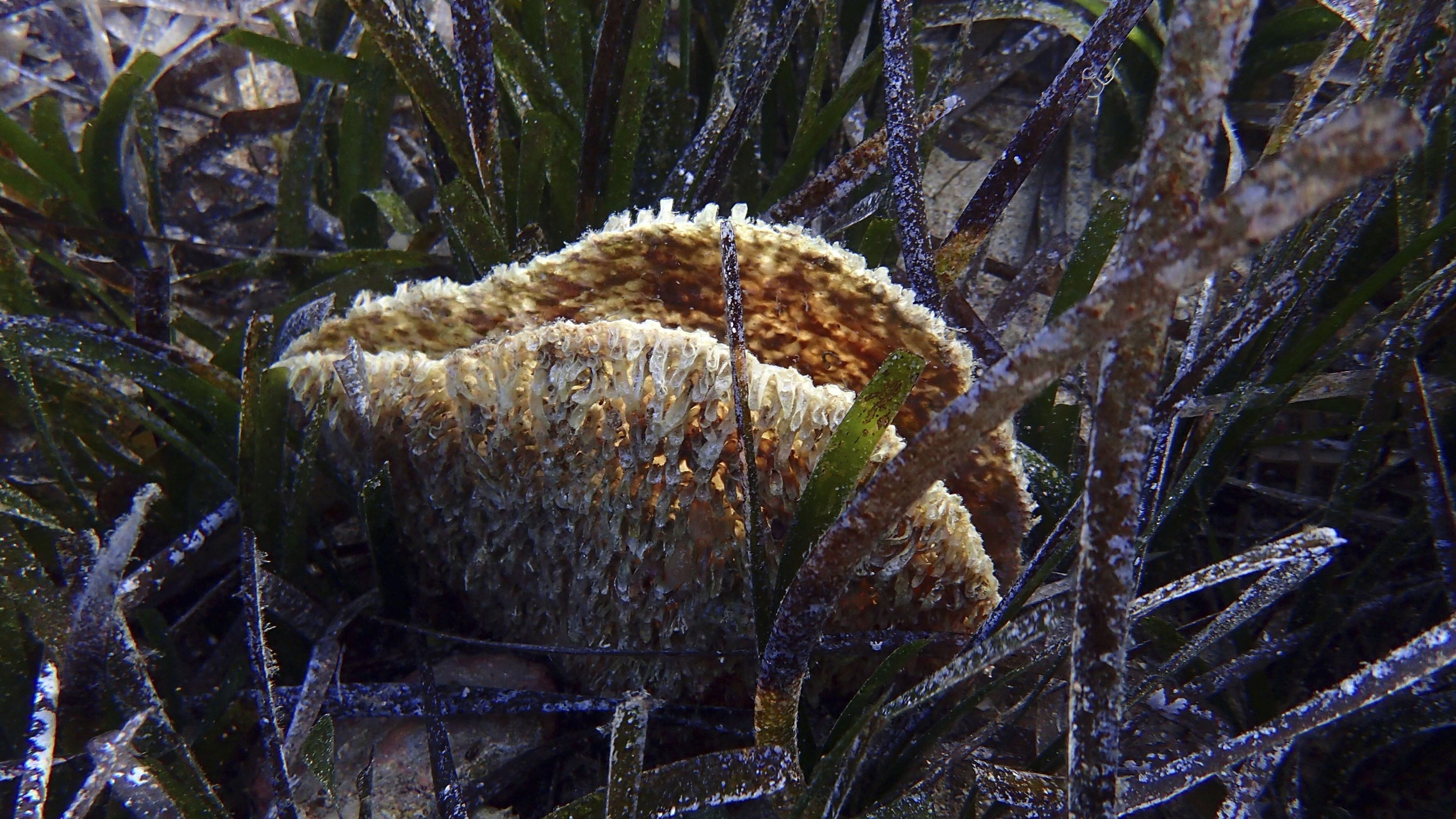 Clam Predators Parasite decimates giant clam species in Mediterranean Sea – The Irish News
