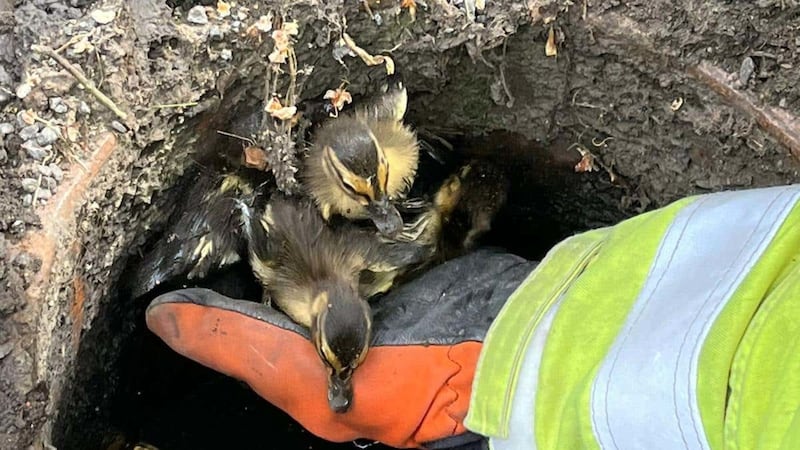 Students in Newcastle raised the alarm on Sunday morning after their mother quacked loudly to alert them.