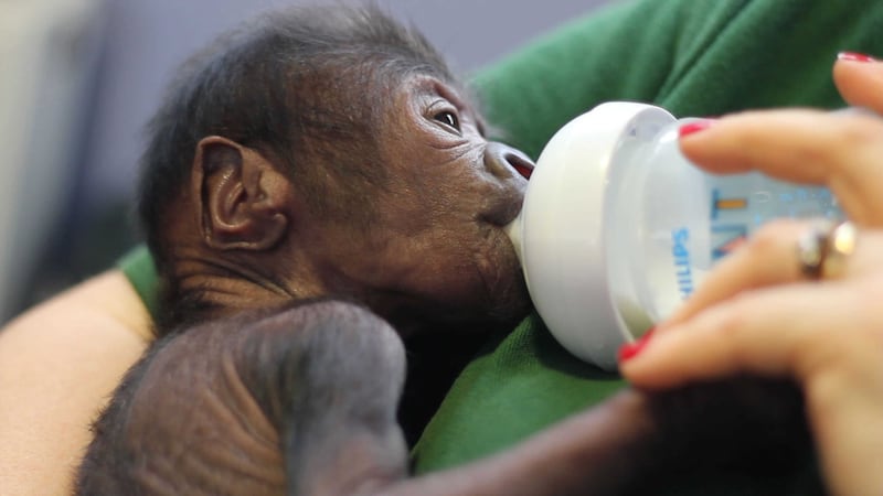 The baby girl gorilla was born by emergency caesarian at Bristol Zoo