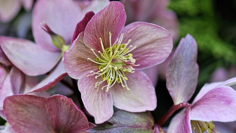 The hellebore is bloom when all around is dormant 