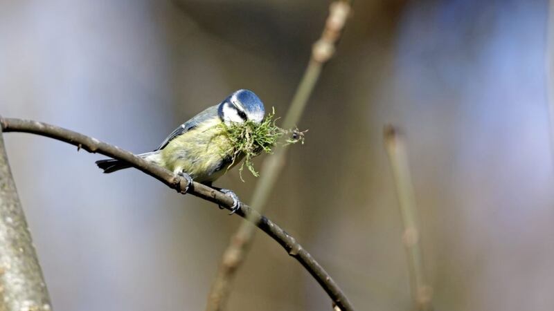 A blue tit with its beak full of nesting material. 