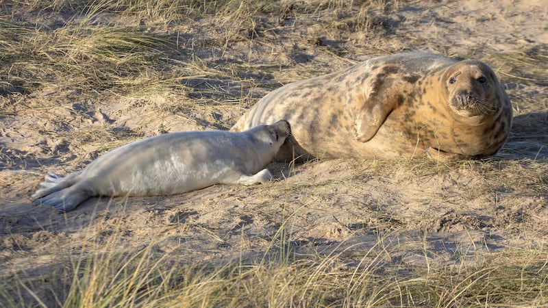 Norfolk’s Blakeney Point breeding ground has grown from the first seal pup spotted in 1988 to surpassing the 3,000 pups mark this year.