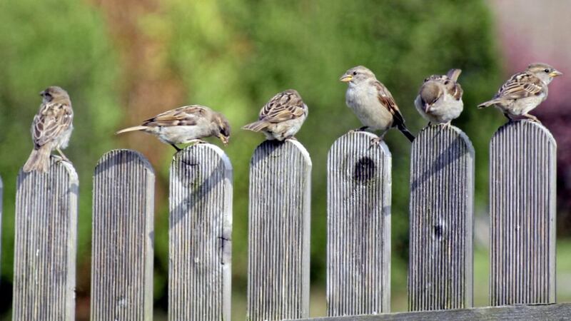 House sparrows are active, noisy birds found around farms, in urban areas and gardens 