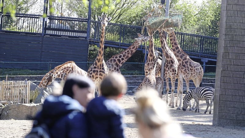 Belfast Zoo reopened yesterday after lockdown. Picture by Hugh Russell 