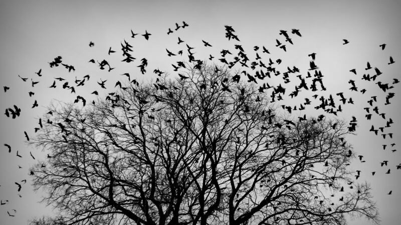 &nbsp;A parliament - or murder... - of crows, brushing winter from their wings.