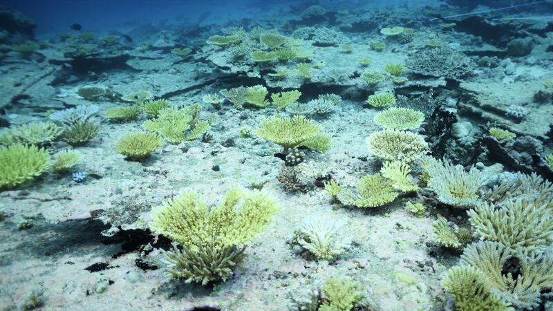 Scientists were studying reefs in the British Indian Ocean Territory before and after two ocean heatwaves.
