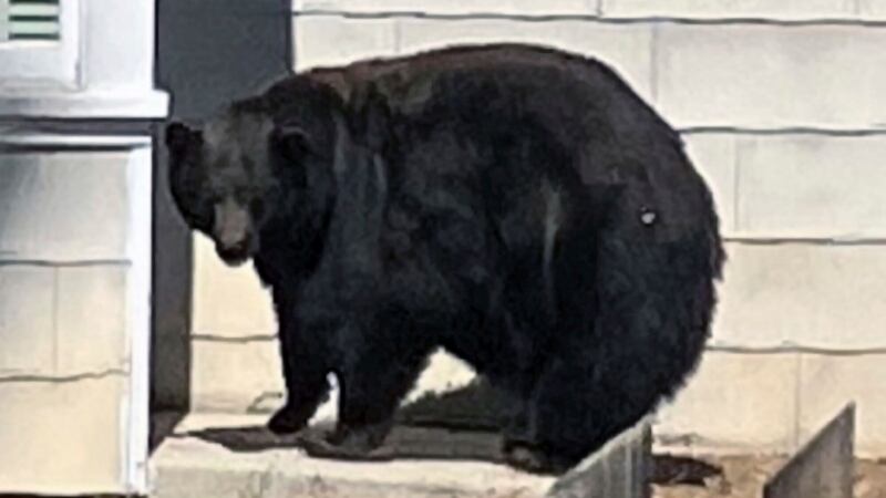 The female bear tagged and named 64F was responsible for scores of break-ins (California Department of Fish and Wildlife via AP/PA)