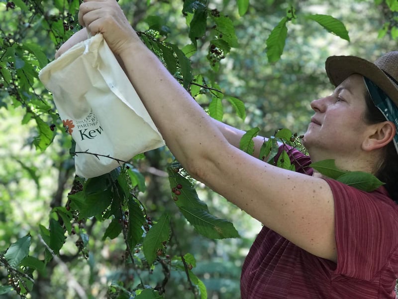 Dr Tiziana Ulian, scientist at Kew collecting seeds in the Quinchas in Colombia (RBG Kew/PA)