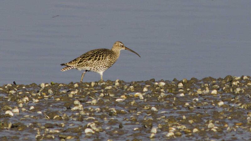 With its long curving beak and enigmatic crying call, the curlew is one of our most distinctive birds