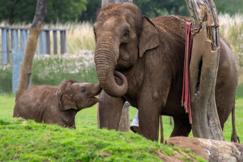 Baby elephant Nang Phaya with her aunty Karishma 