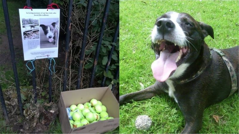 Loki’s family wanted to bring some joy to other dogs while remembering him.