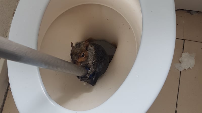 The RSPCA was on hand to help free the animal from the loo in a student houseshare.