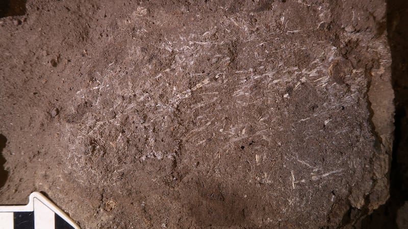 The 200,000-year-old fossilised grass fragments at the Border Cave